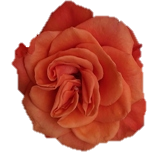 Orange Vibe Roses de jardin d'Equateur Ethiflora